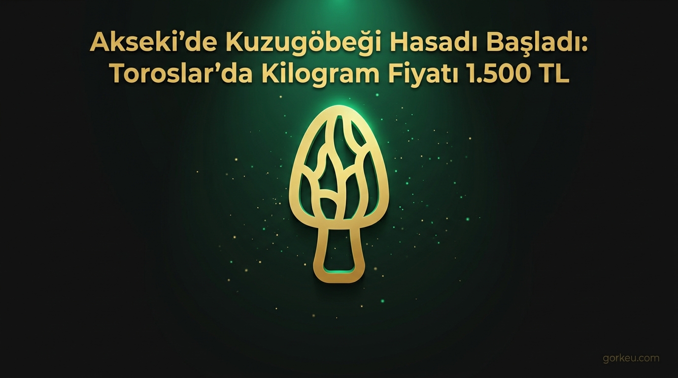 Akseki'de Kuzugöbeği Hasadı Başladı: Toroslar'da Kilogram Fiyatı 1.500 TL